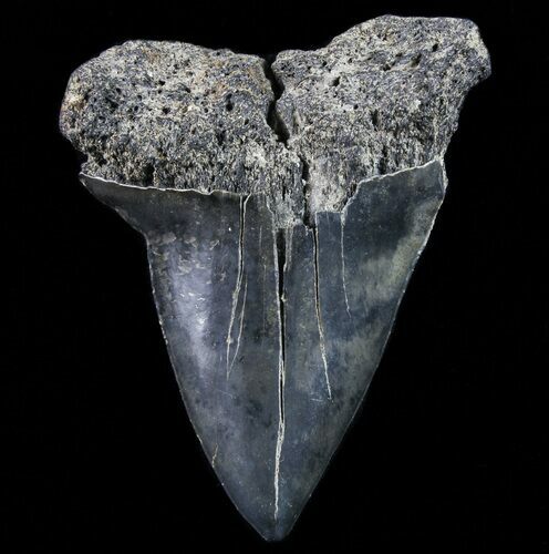 Large, Fossil Mako Shark Tooth - Georgia #75073